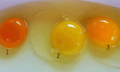 Lòng đỏ trứng gà màu đậm hay nhạt mới tốt cho sức khỏe?