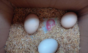 Mẹ gửi trứng gà lên thành phố cho con gái và điều cảm động bên trong chiếc hộp khiến con rơi nước mắt