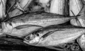 3 loại cá là vựa chứa kim loại nặng, tuyệt đối không được ăn kẻo phá hỏng nội tạng