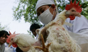 Việt Nam xuất hiện chủng cúm gia cầm có thể  lây sang người
