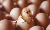 Con gà có trước hay quả trứng có trước? Câu trả lời đơn giản, nhưng cả nhân loại đau đầu hàng trăm năm