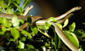 Những loại cây không nên trồng quanh nhà vì thu hút rắn, ai cũng cần biết để tránh