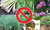 4 loài cây trồng trong vườn nhà: Rắn và các côn trùng khác chạy xa, một đi không trở lại