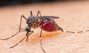 Muỗi đốt F0 có thể làm lây lan nCoV không?