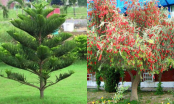 5 loại cây là khắc tinh của Thần Tài, tuyệt đối không trồng trước cửa kẻo rước thêm hung hạn