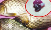 2 bộ phận của cá chứa cực nhiều độc tố, nhớ vứt bỏ ngay kẻo hại gan, sinh bệnh