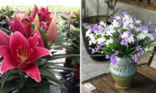 4 loại hoa đẹp nhưng chứa độc tố, mang ý nghĩa xấu: Tuyệt đối không nên trưng trong nhà dịp Tết