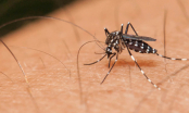 Mẹo đuổi muỗi hoàn toàn tự nhiên, hiệu quả lâu dài: Đảm bảo nhà sạch bách không còn một con