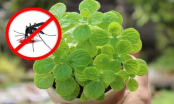 8 loại cây cảnh có tác dụng đuổi muỗi cực tốt, trong nhà nên có một chậu