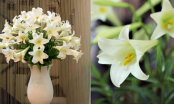 Cách chọn hoa loa kèn đẹp, trắng muốt: Mua về cắm nhớ cho thêm thứ này để hoa nở căng, lâu héo