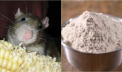 Trộn một thìa xi măng với gạo hạ được cả một đàn chuột chẳng cần dùng hóa chất