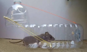 5 bước làm bẫy chuột bằng chai nhựa và xô nước bẫy liên hoàn, không 1 con nào thoát