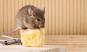 Cách đuổi chuột ra khỏi nhà vĩnh viễn đơn giản, hiệu quả không gây hại sức khỏe