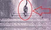 Trắc nghiệm: Chú mèo đang đi lên hay đi xuống cầu thang, cho biết tính các và độ thành công của bạn?