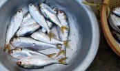 Đi chợ thấy 5 loại cá này hãy mua ngay: Toàn cá tự nhiên, không nuôi công nghiệp, vừa sạch vừa bổ