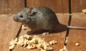 Chuột chạy rầm rầm trên trần nhà: Làm ngay cách này để đuổi sạch lũ chuột, hiệu quả mà không tốn kém