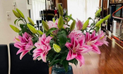 5 loại hoa tuy đẹp nhưng không may mắn để trong nhà khác gì mời gọi vận xui: Số 2 nhiều nhà yêu thích
