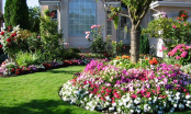 5 loại hoa tốt cho sức khỏe nên trồng ngay trong sân nhà