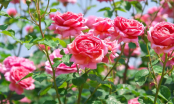 Hoa hồng thích nhất loại nước này: Cho cây 'uống' đều đặn để hoa nở liên tục, bông to, lâu tàn