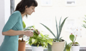5 loại cây trồng trong nhà được chứng minh đem lại nhiều lợi ích cho sức khỏe