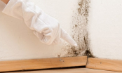 3 loại nấm mốc độc hại cho sức khỏe, dọn dẹp nhà ngày Tết không nên bỏ qua