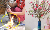 Mua cành đào về đừng đốt gốc: Làm cách này để hoa nở đúng mùng 1 Tết, chơi tới Rằm tháng Giêng chưa tàn