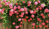 Hoa hồng mãi không trổ bông: Tưới 3 loại 'nước thần' này là nụ bật ra tua tủa, hoa nở liên tục