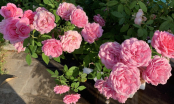 Hoa hồng 'mê' nhất loại nước này: Mỗi tuần cho cây 'uống' 2 lần, hoa vừa to vừa nhiều, nở quanh năm