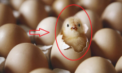 Quả trứng có trước hay con gà có trước? Hóa ra đây mới là đáp án chính xác nhất