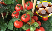 Tự trồng cà chua sạch tại nhà nhớ đặt 6 thứ này vào gốc để cây lớn 'nhanh như thổi', quả sai trĩu trịt