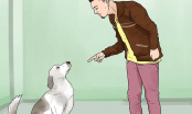 Cổ nhân dạy “Đừng gọi chó khi no”: Nửa vế sau mới là kinh điển mang ý nghĩa quan trọng