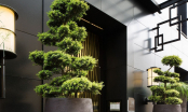 4 cây cảnh An Khang, Thịnh Vượng, Chiêu Tài, Hút lộc: Nhà bạn nhất định phải có một cây trong phòng khách