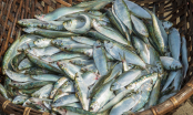 Loại cá nhiều dinh dưỡng giá bình dân bán đầy ngoài chợ: Ai không ăn thì phí