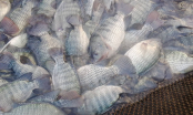 Đi chợ thấy loại cá này đừng mua: Dễ chứa chất độc ảnh hưởng sức khỏe, nhiều người không biết vẫn ăn thường xuyên
