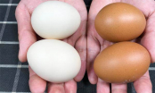 Mua trứng nên chọn vỏ đỏ hay vỏ trắng? Cứ chọn loại này vừa ngon lại nhiều dinh dưỡng