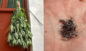 Lấy nắm lá này đặt trong nhà, muỗi dĩn không dám bén mảng vào nhà