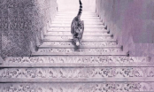 Con mèo đang đi lên hay đi xuống: Câu trả lời cho biết khả năng đặc biệt của bạn