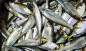 5 loại cá bổ ngang nhân sâm, tổ yến nuôi tự nhiên không có hóa chất, an tâm mà ăn