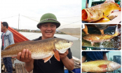Loại cá ở Việt Nam đắt đỏ bậc nhất thế giới, có 1 bộ phận “quý hơn vàng” giá hơn 1 tỷ đồng/kg