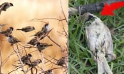 Tại sao chim sẻ có rất nhiều ngoài tự nhiên nhưng bạn không bao giờ thấy xác của chúng?