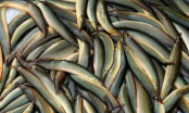Loại cá mệnh danh là nhân sâm nước bổ hơn vi cá, tổ yến: Đi chợ nhìn thấy đừng bỏ qua
