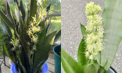 Loại 'nước thần' giúp cây lưỡi hổ ra hoa: Tưới 1 lần/tuần là hoa nở cả chùm
