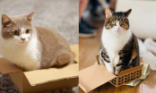 Tại sao mèo thích chui vào thùng giấy?