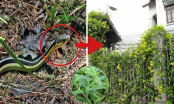 Vườn nhà có 4 cây rắn mê như điếu đổ, đặc biệt là số 2: Muốn an toàn phải nhổ bỏ ngay
