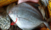 Đi chợ thấy loại cá này đừng tiếc tiền mua: Ít xương, giàu dinh dưỡng, giá chưa đến 100 nghìn/kg