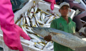 Việt Nam có 5 loại cá biển thịt thơm, bổ dưỡng, bán đầy chợ chỉ 100 nghìn/kg