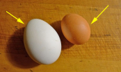 Trứng gà vỏ nâu hay vỏ trắng bổ dưỡng hơn: Câu trả lời khiến nhiều người ngạc nhiên