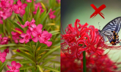 4 loại hoa đẹp nhưng không may mắn, trồng trong nhà dễ rước thêm xui xẻo