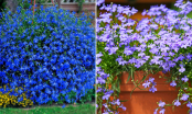 7 loại cây nở hoa quanh năm, dễ trồng, ý nghĩa may mắn, hút tiền tài vào nhà