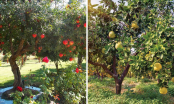Trồng 5 cây ăn quả này trước nhà vừa gọi lộc, đẹp nhà lại có quả ngon ăn: Nhà giàu rất thích trồng